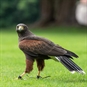 Falconry in Edinburgh